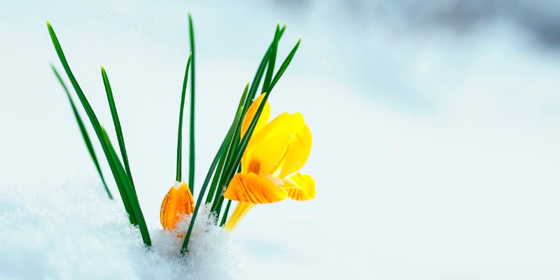 Yellow flowers peaking up from the snow