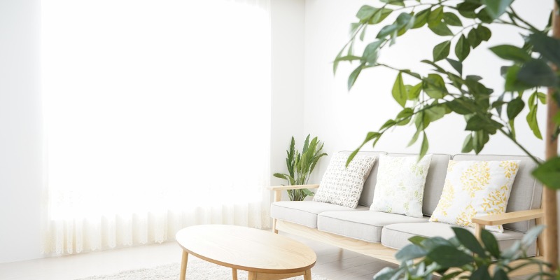 clean living room with plants